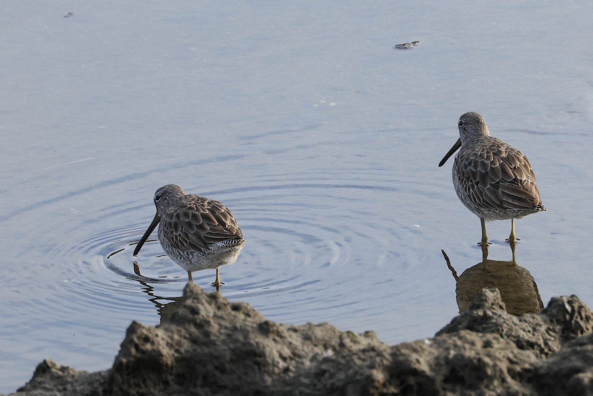 Long-billed Dowitcher - ML628797127