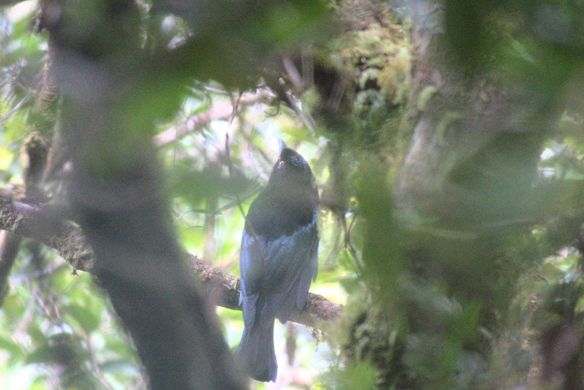 Hair-crested Drongo (Bornean) - ML628797141