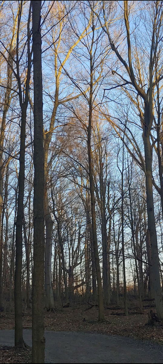 Barred Owl - ML628797162