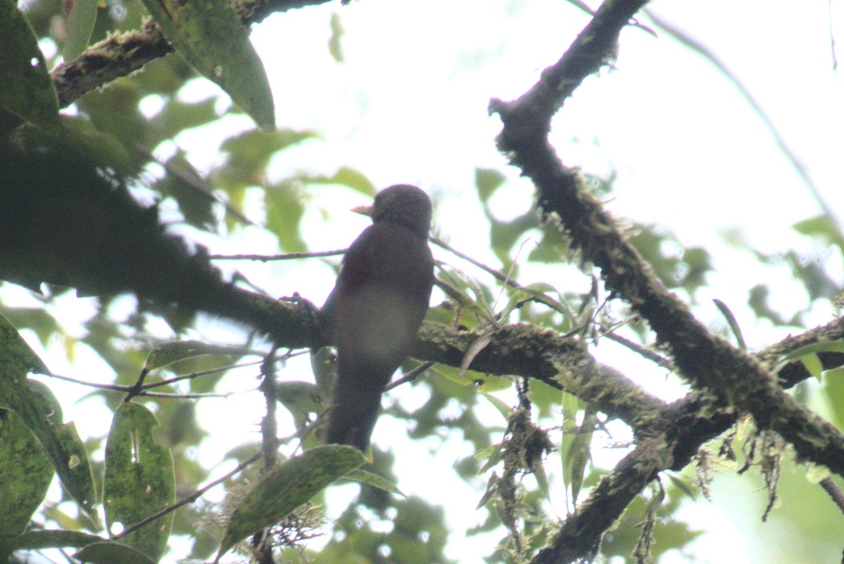 Maroon Woodpecker - ML628797204