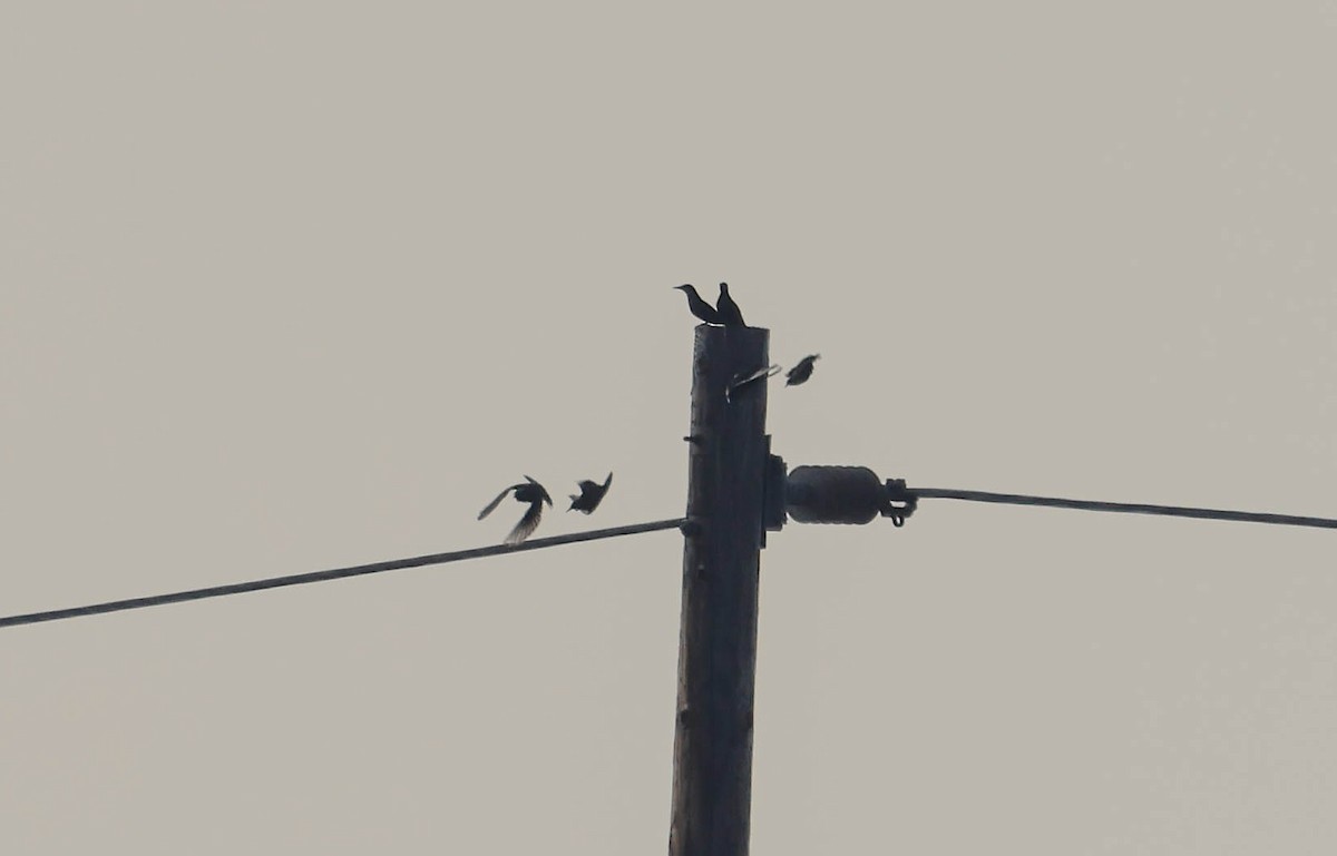 European Starling - ML628797241