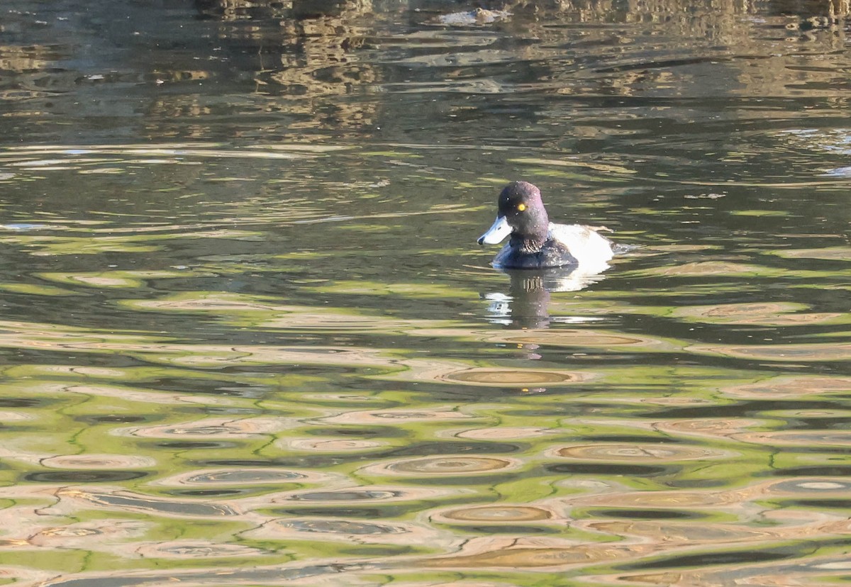 Lesser Scaup - ML628797271