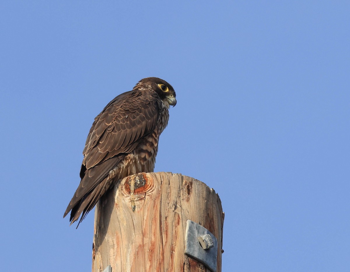 Peregrine Falcon - ML628797280