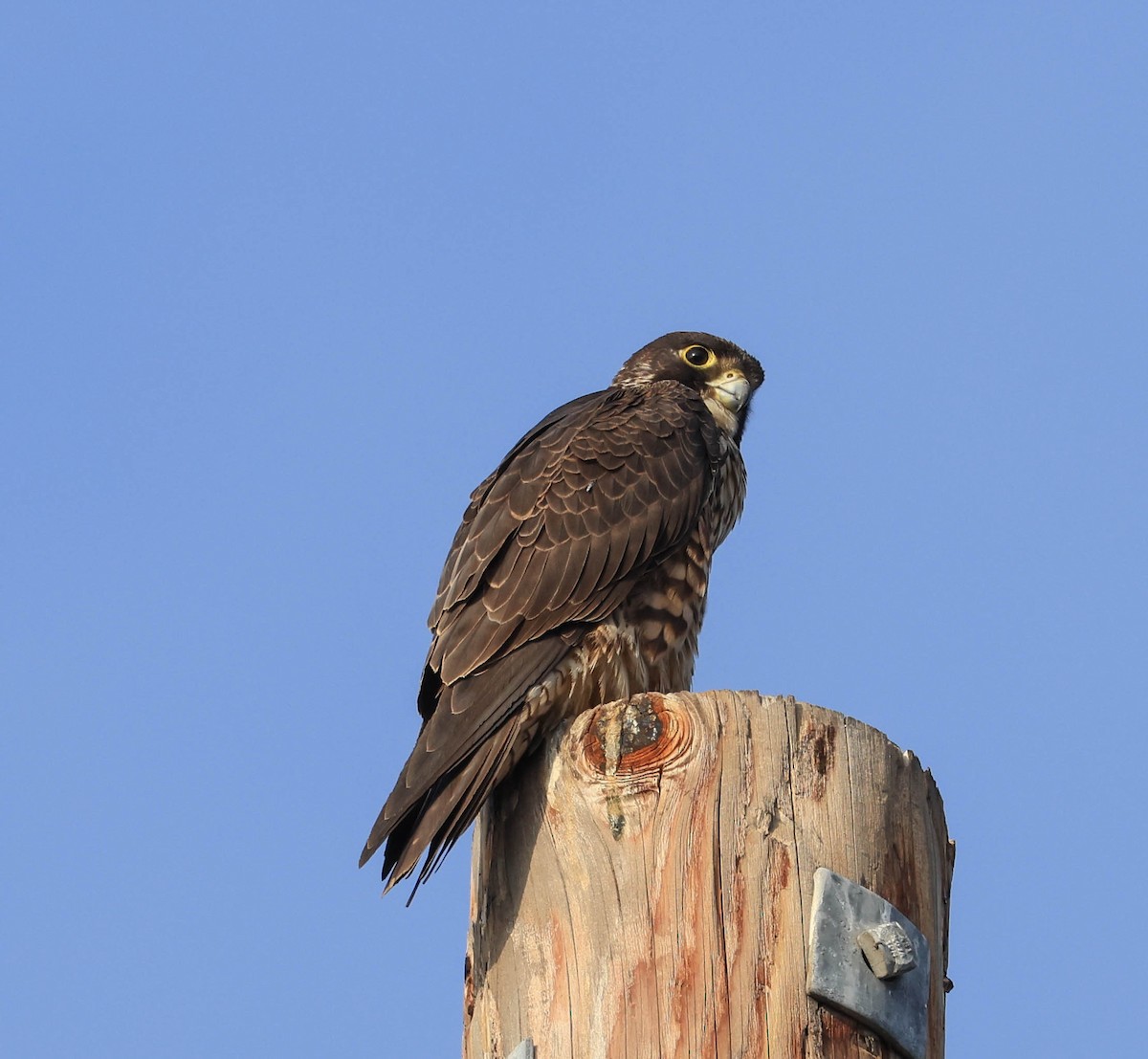 Peregrine Falcon - ML628797282