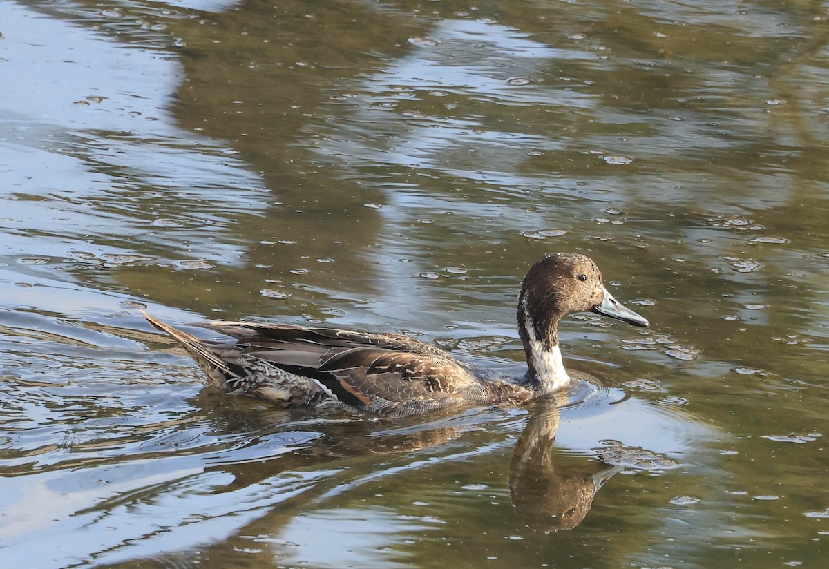 Northern Pintail - ML628797285