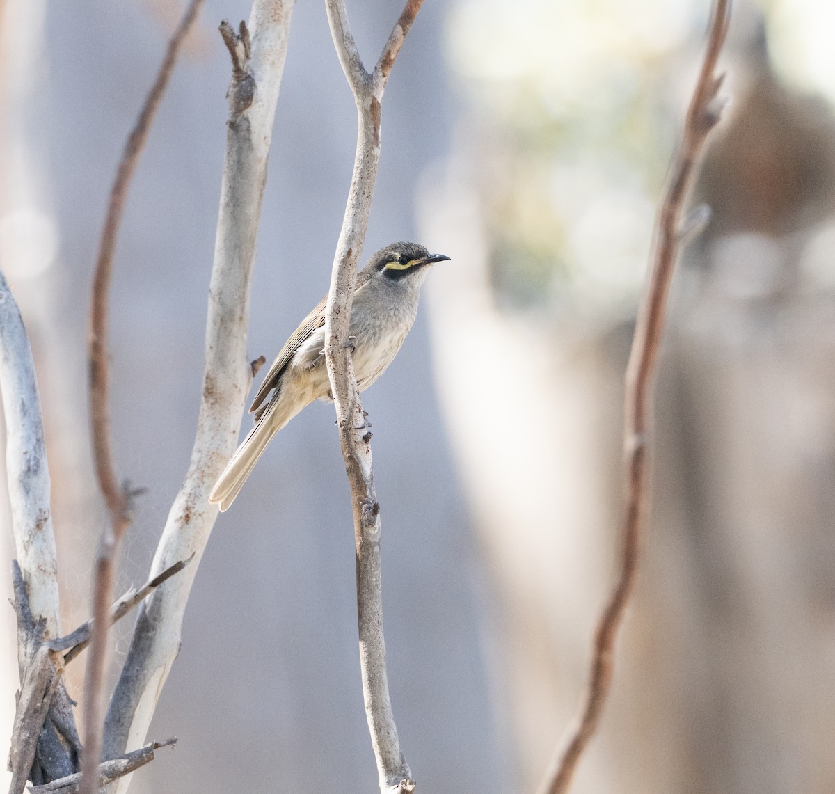 Yellow-faced Honeyeater - ML628797440