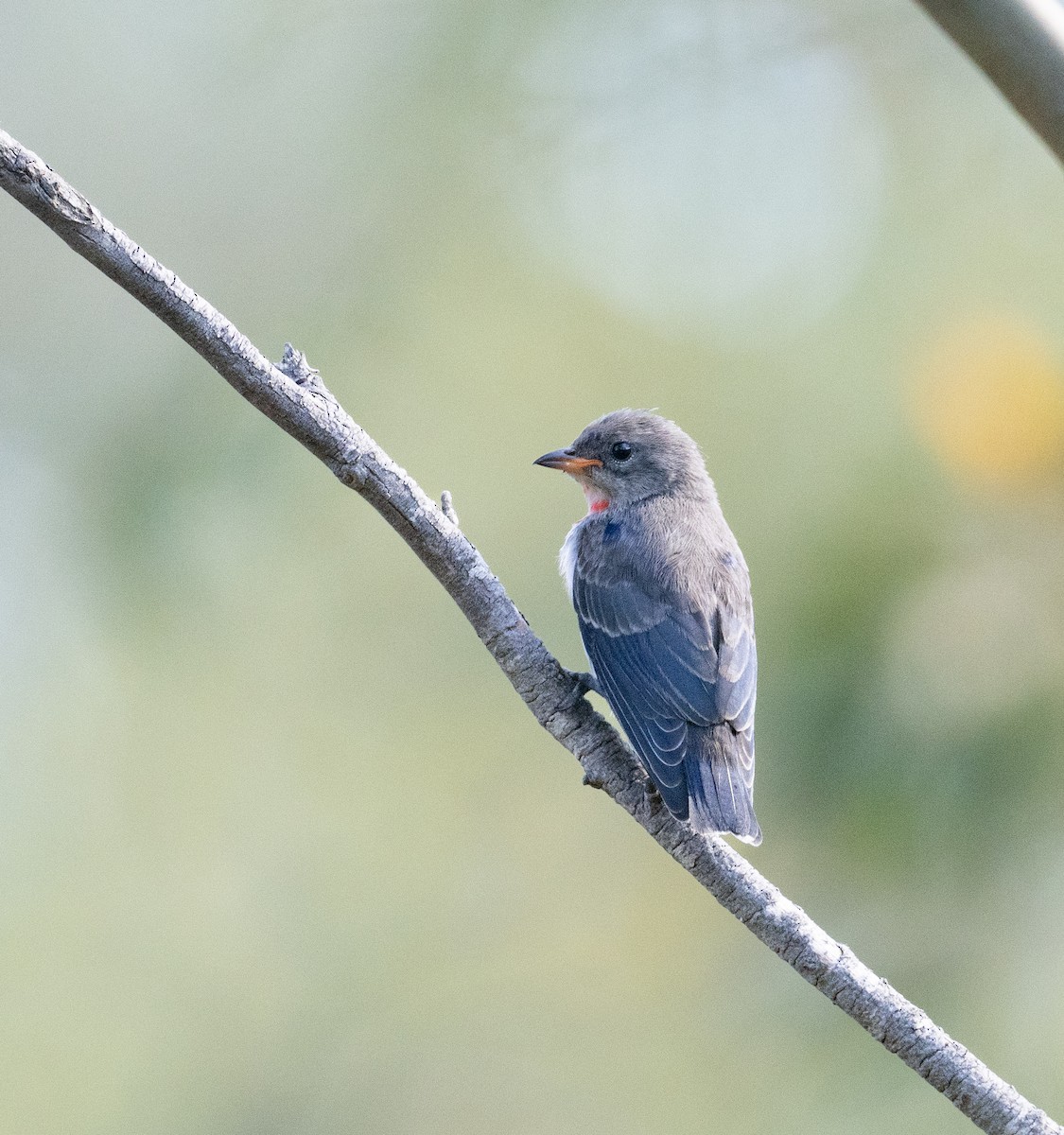 Mistletoebird - ML628797452