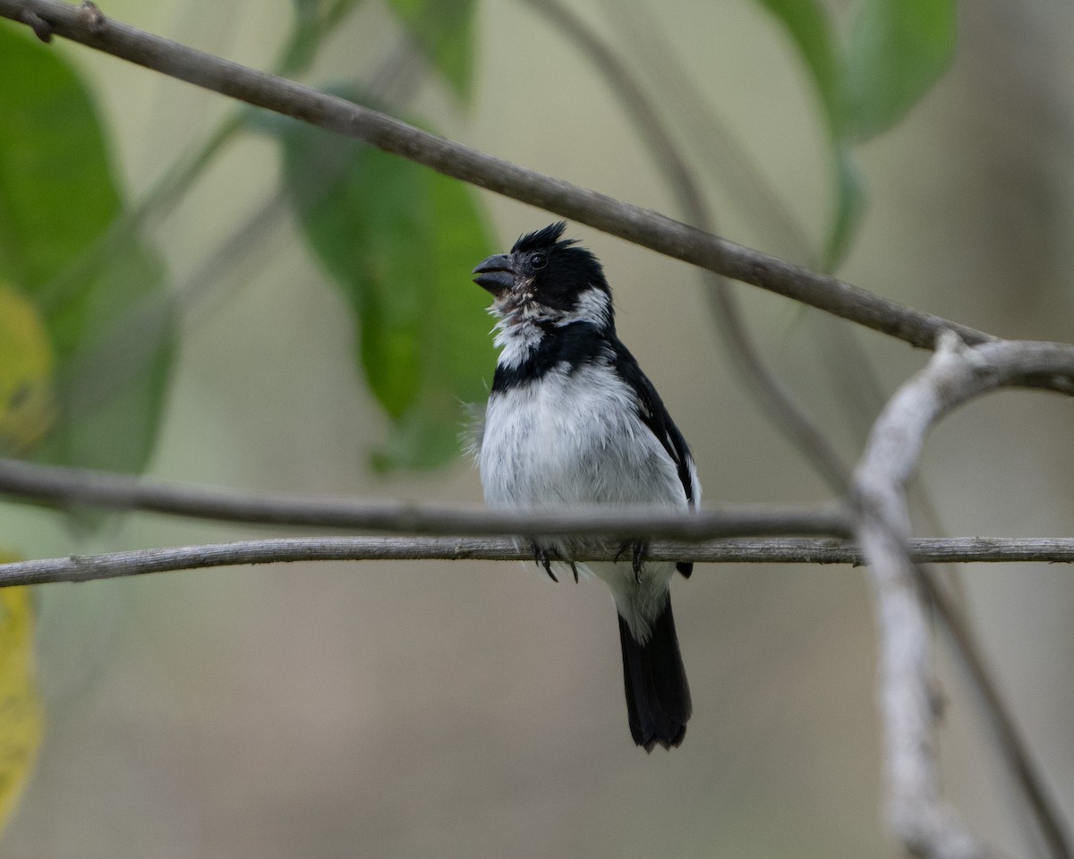 Variable Seedeater - ML628797728