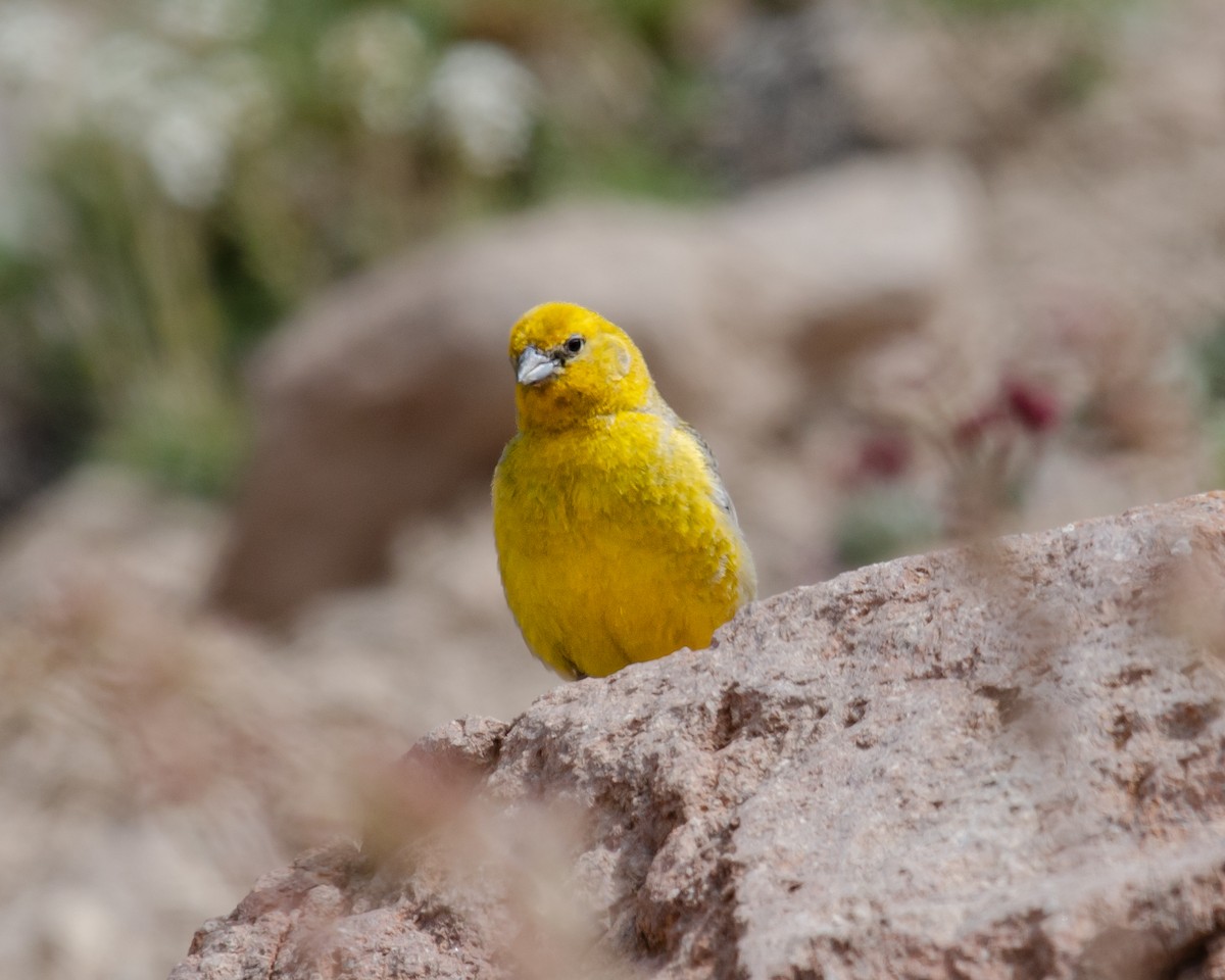 Greater Yellow-Finch - ML628797892