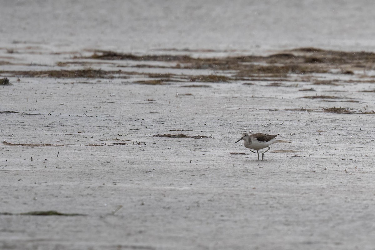 Common Greenshank - ML628798097