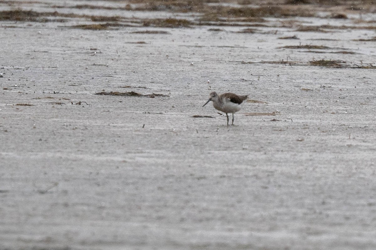 Common Greenshank - ML628798098