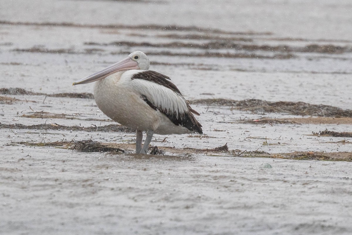 Australian Pelican - ML628798111