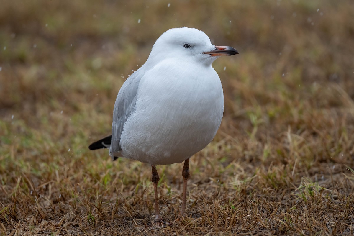 Silver Gull (Silver) - ML628798131