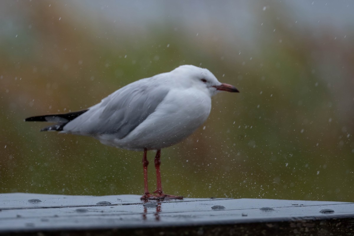 Silver Gull (Silver) - ML628798139