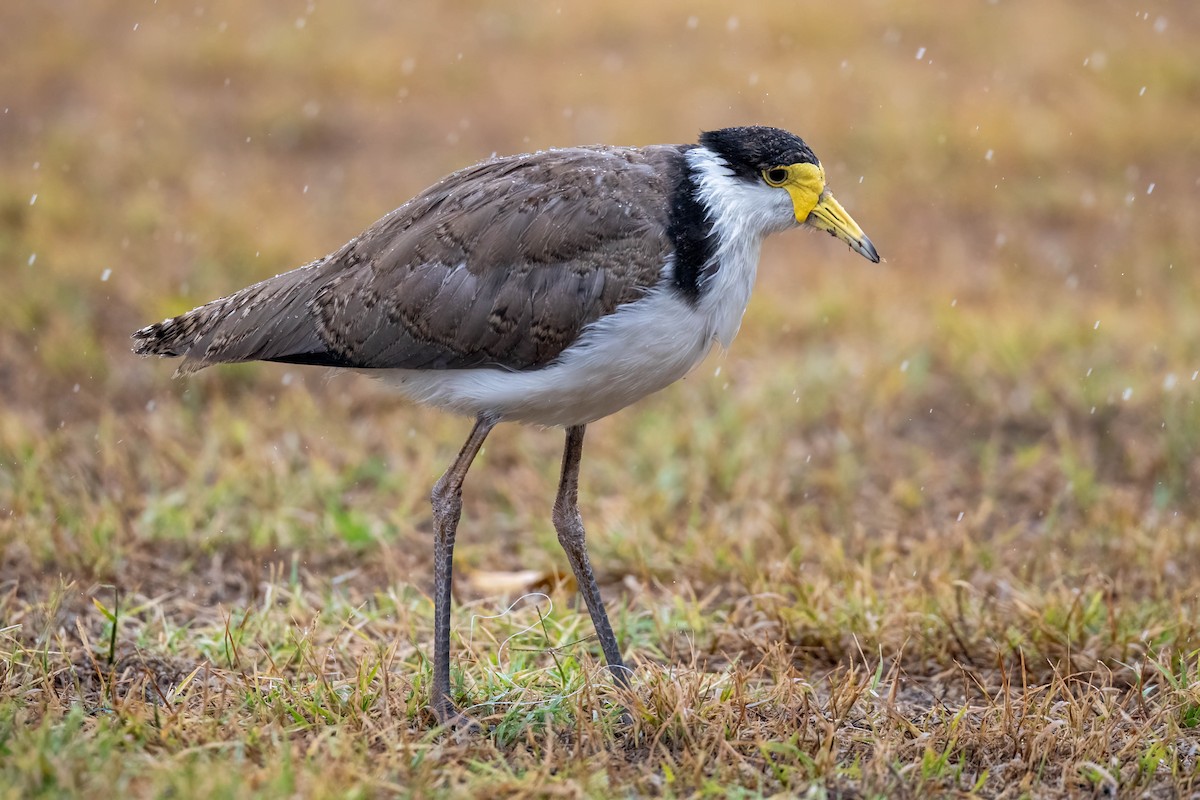 Masked Lapwing (Black-shouldered) - ML628798159