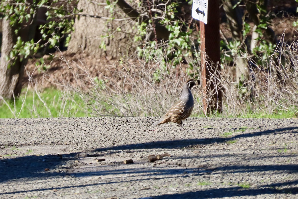 California Quail - ML628798286
