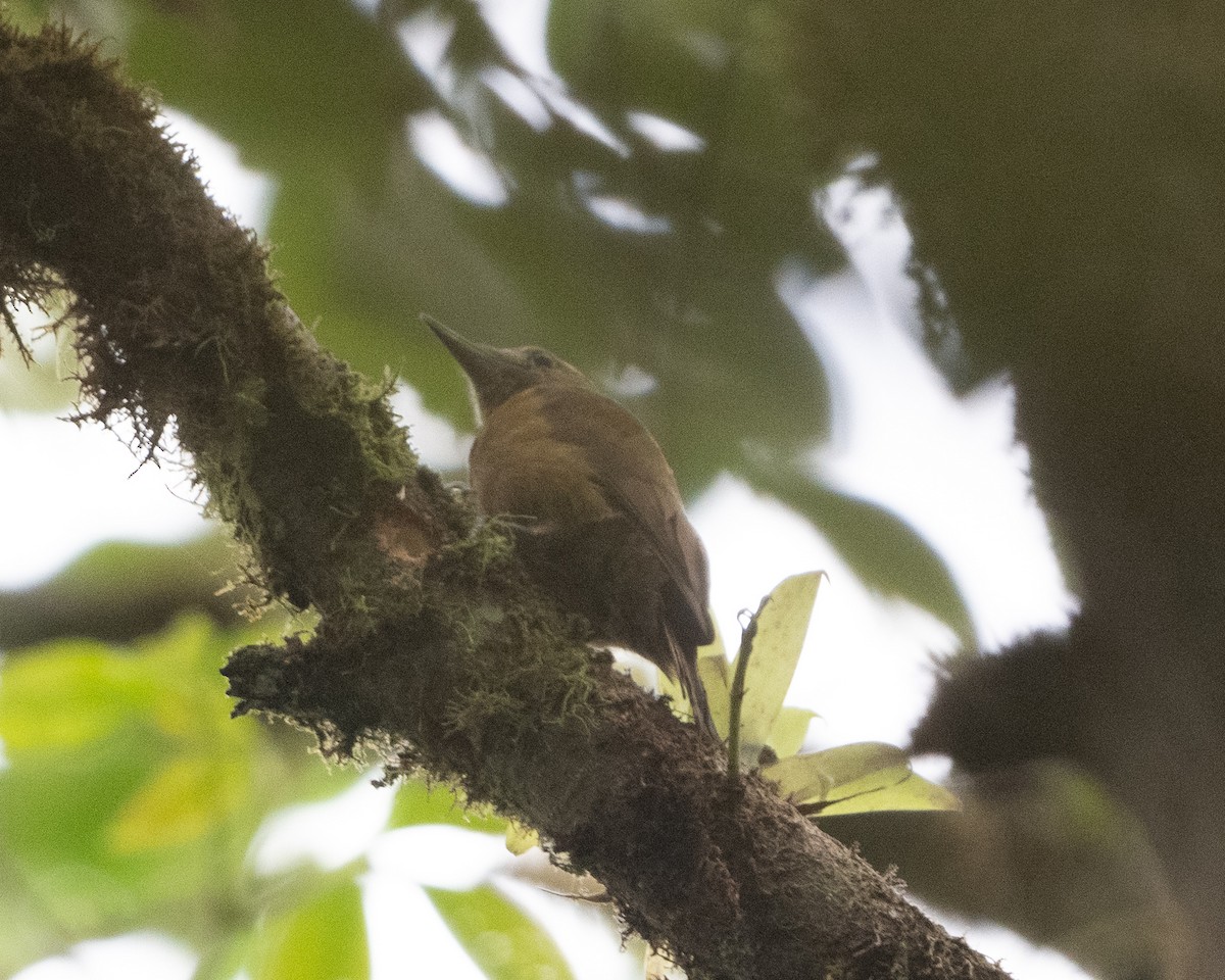 Plain-brown Woodcreeper - ML628798470