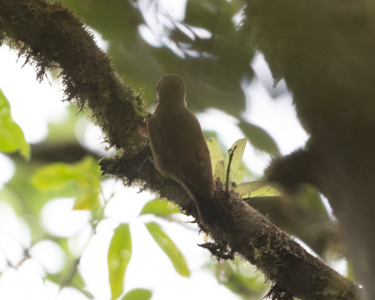 Plain-brown Woodcreeper - ML628798471