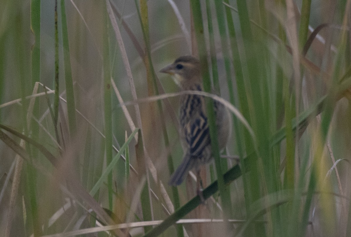 Baya Weaver - ML628798574