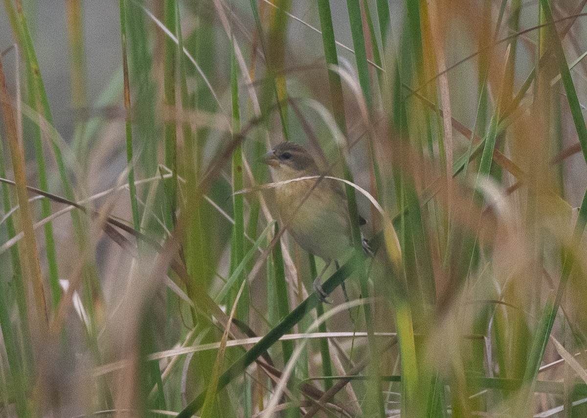 Baya Weaver - ML628798575