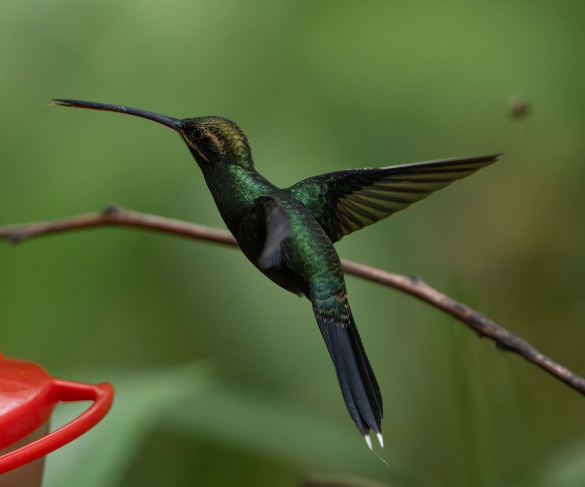 White-whiskered Hermit - ML628798653