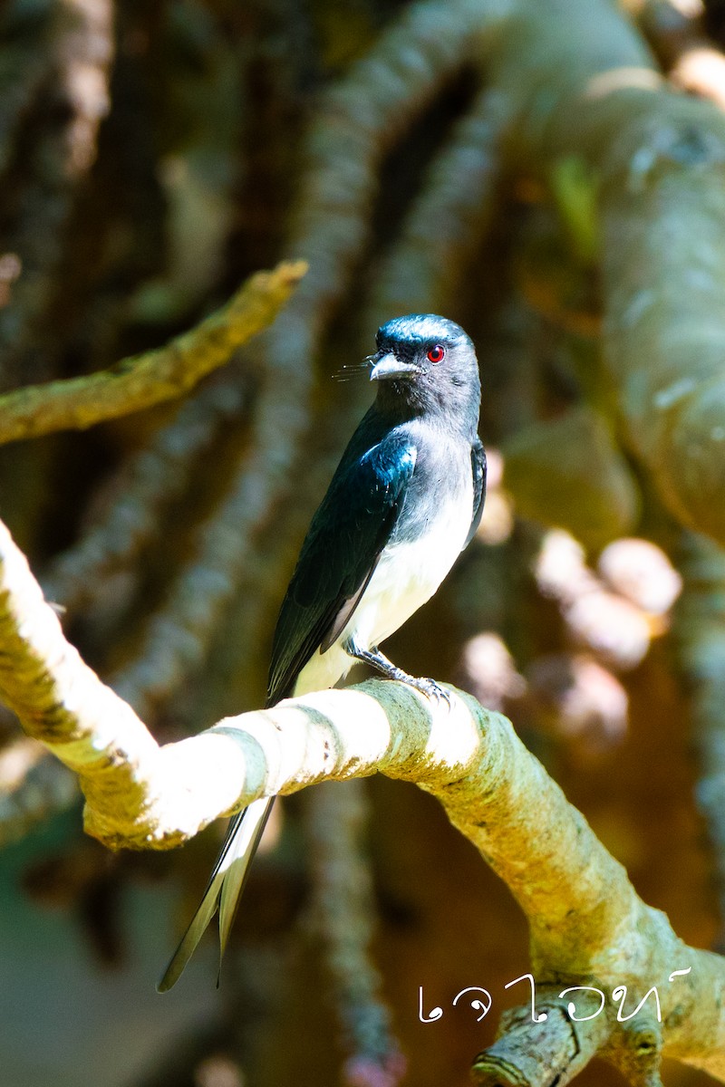 White-bellied Drongo - ML628798884