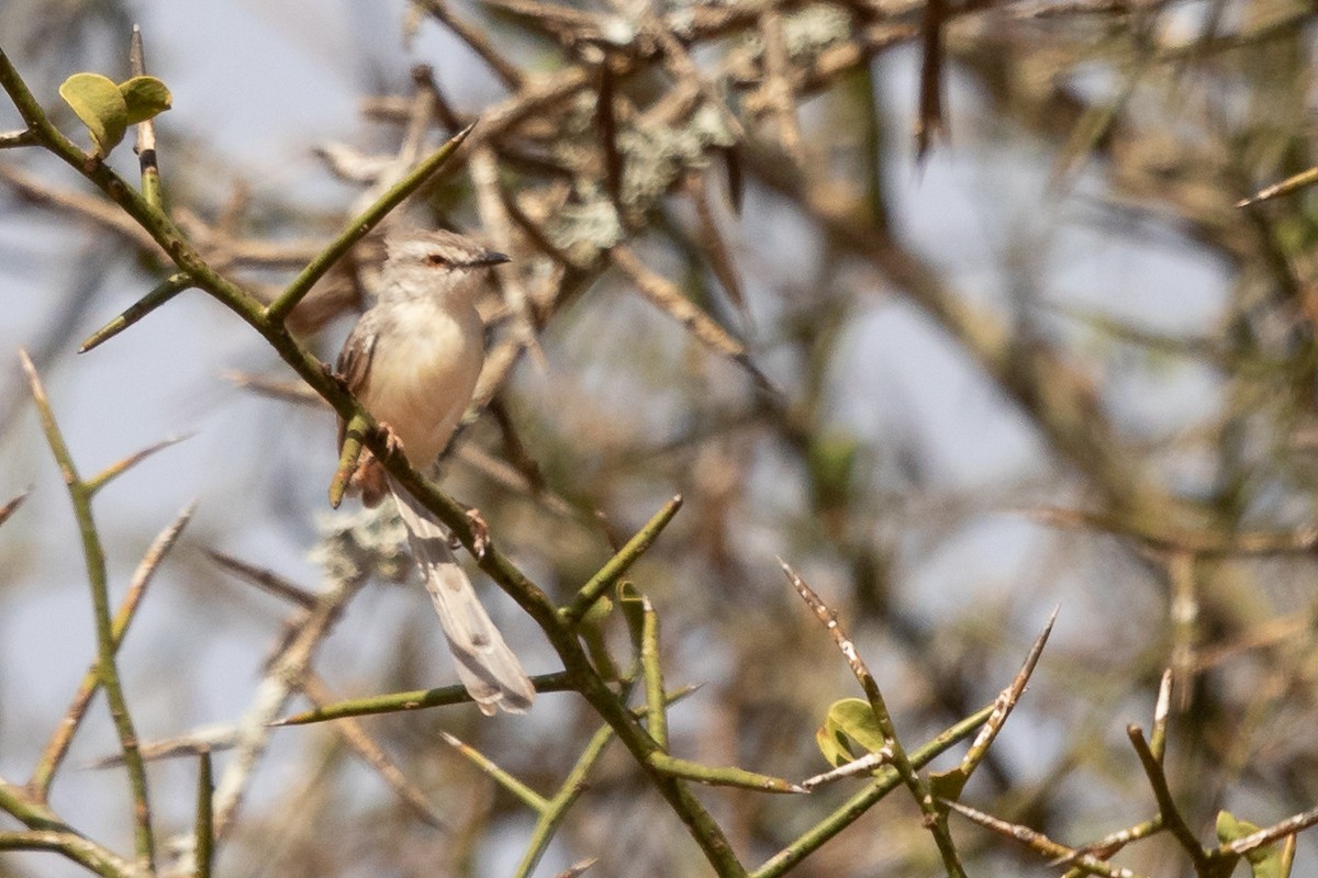 Pale Prinia - ML628798889