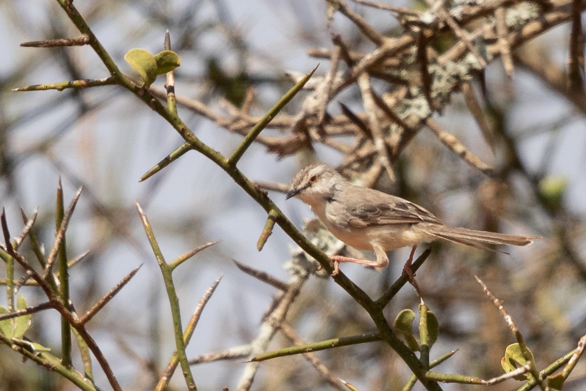 Pale Prinia - ML628798890