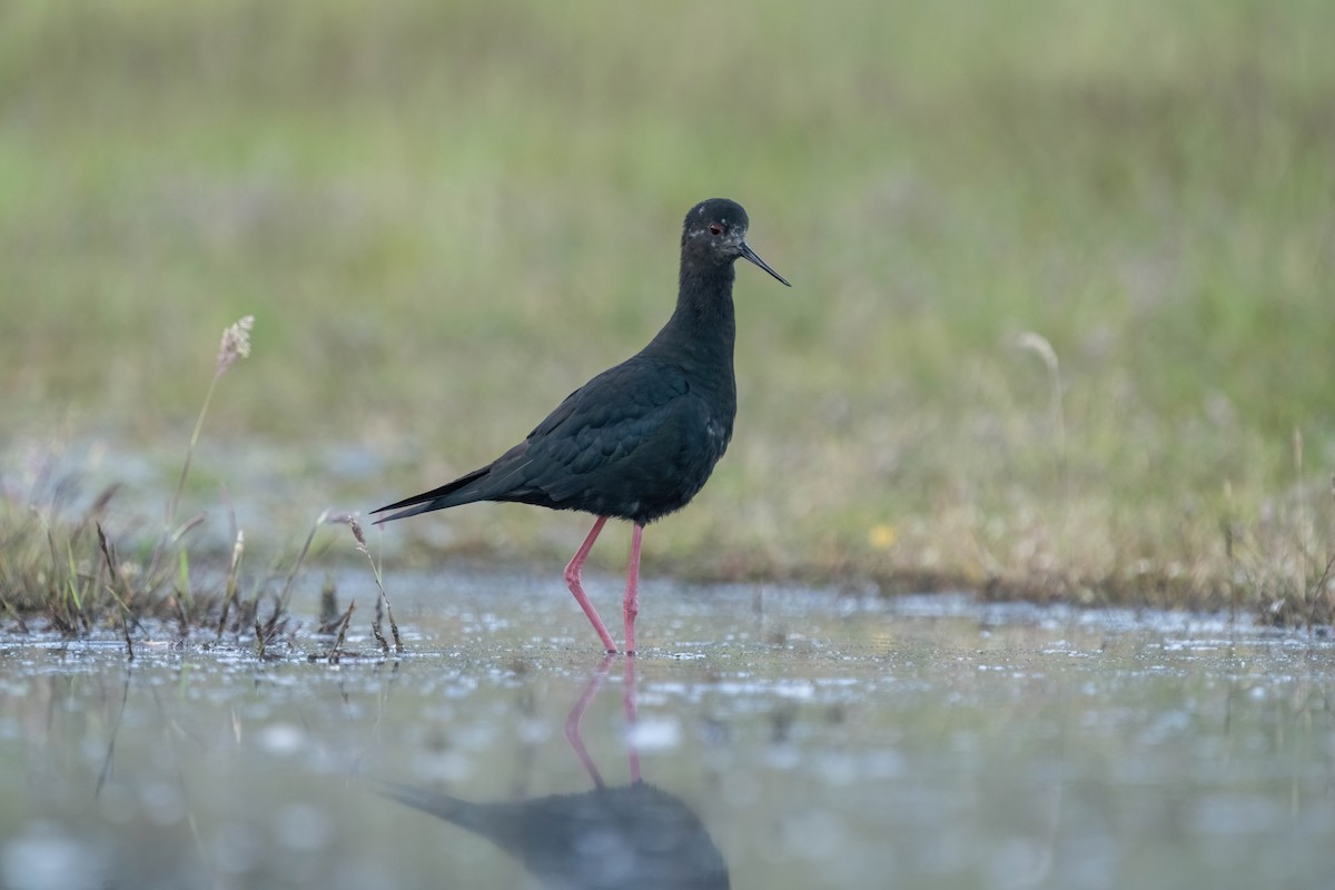 pisila černá - ML628798999