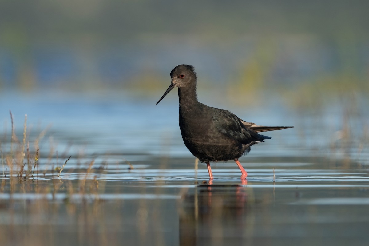 pisila černá - ML628799000