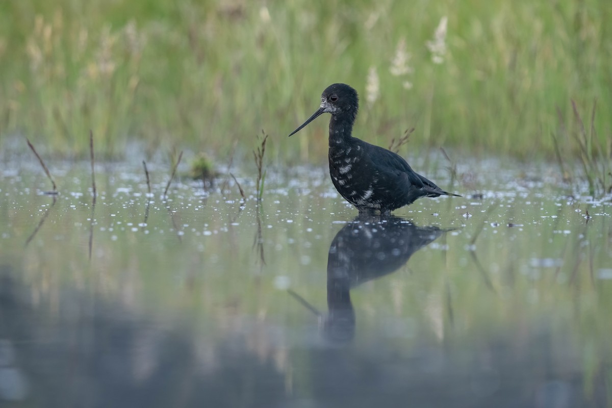 pisila černá - ML628799001