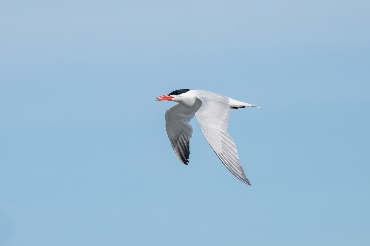 rybák velkozobý - ML628799051