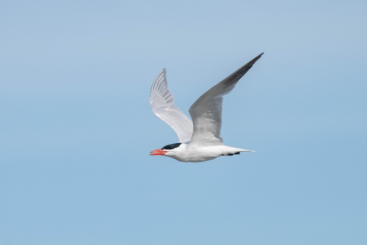 rybák velkozobý - ML628799052