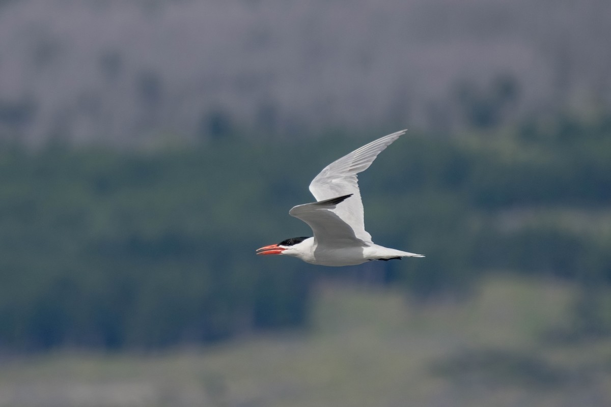 rybák velkozobý - ML628799053