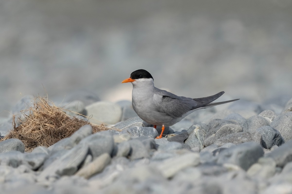 rybák novozélandský - ML628799055