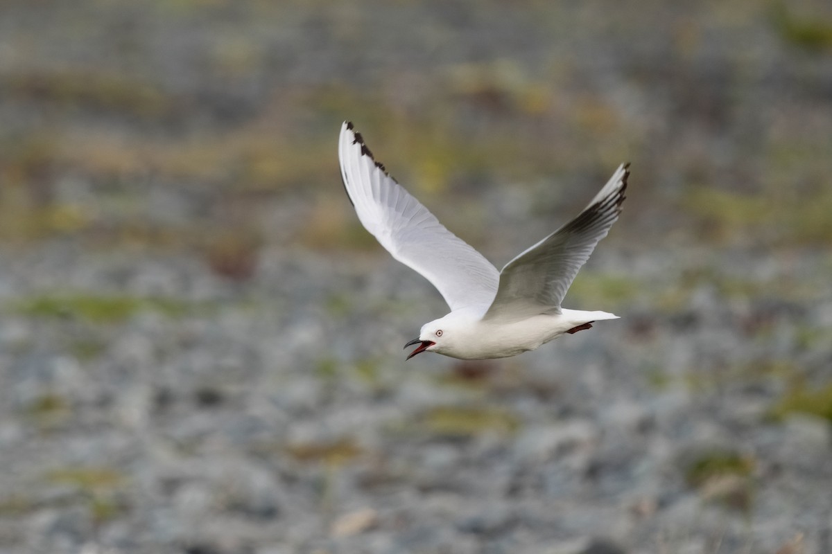 racek černozobý - ML628799062