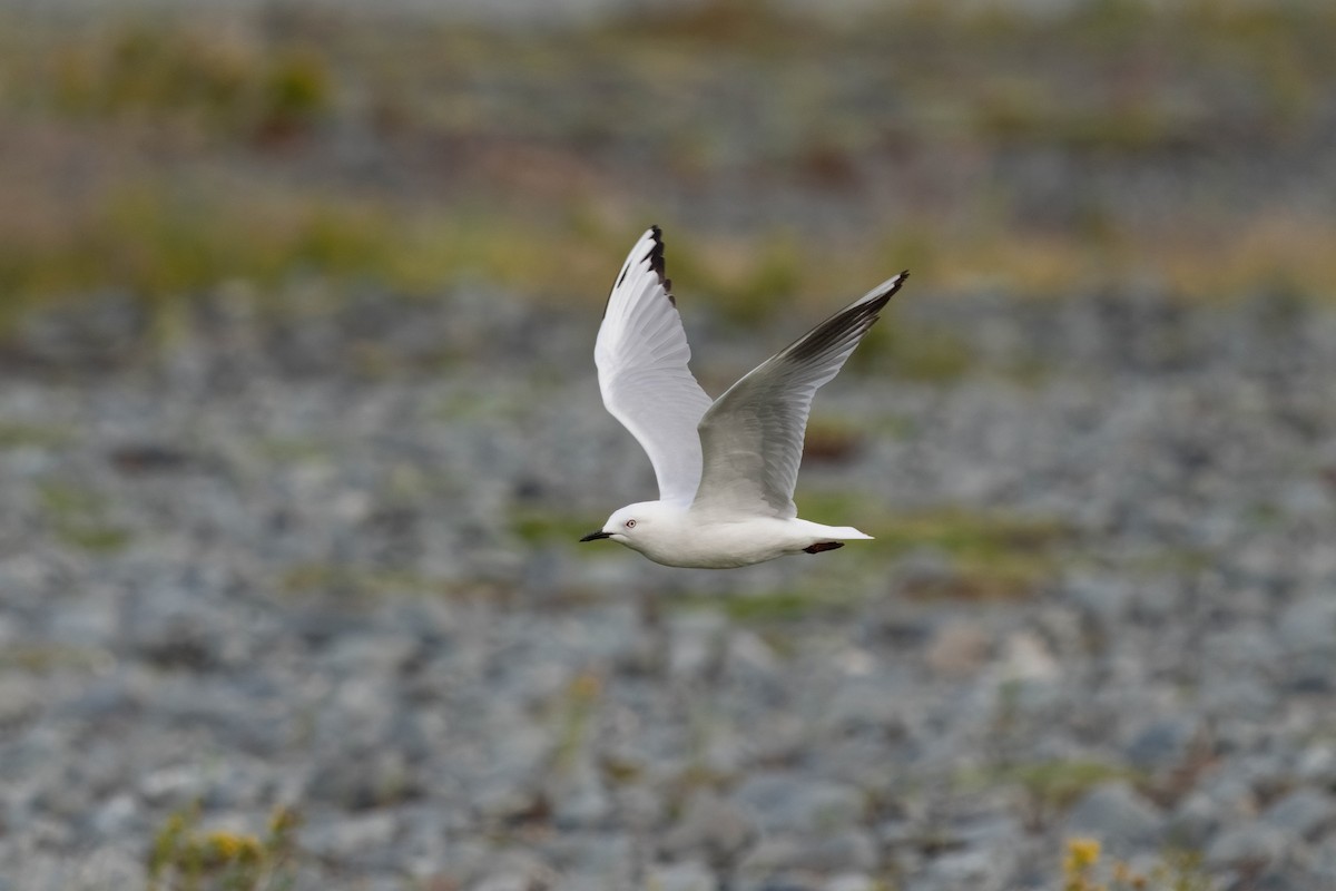 racek černozobý - ML628799063