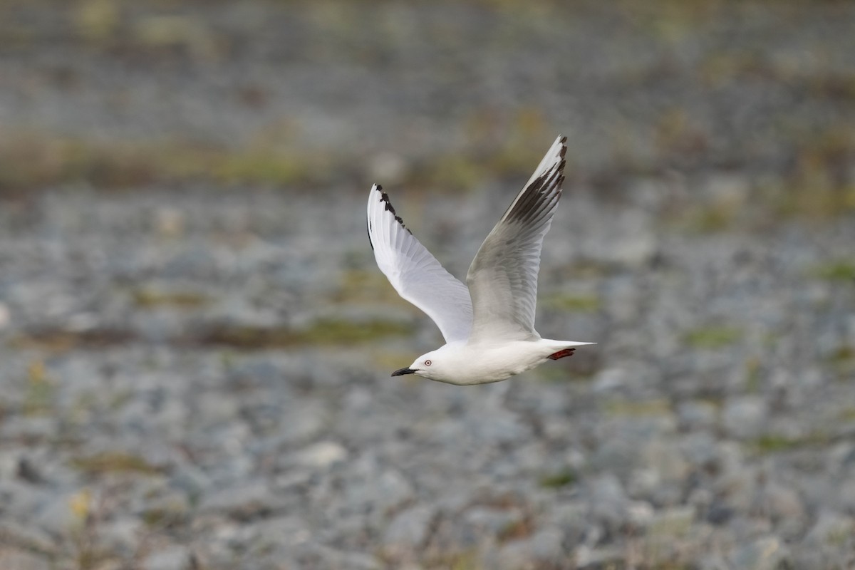 racek černozobý - ML628799064