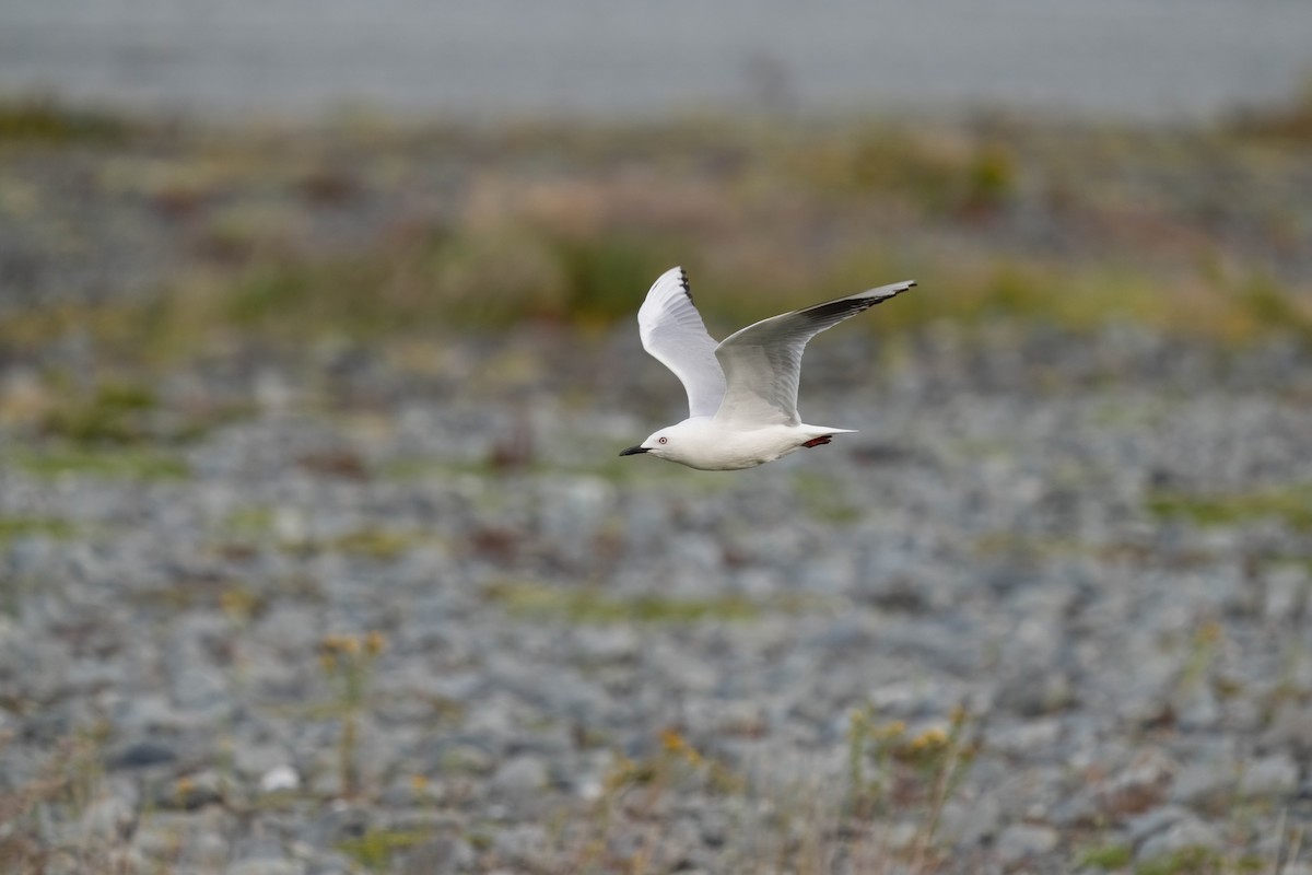 racek černozobý - ML628799066