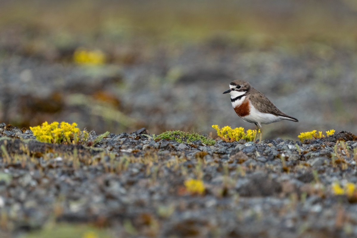 kulík dvoupruhý - ML628799072