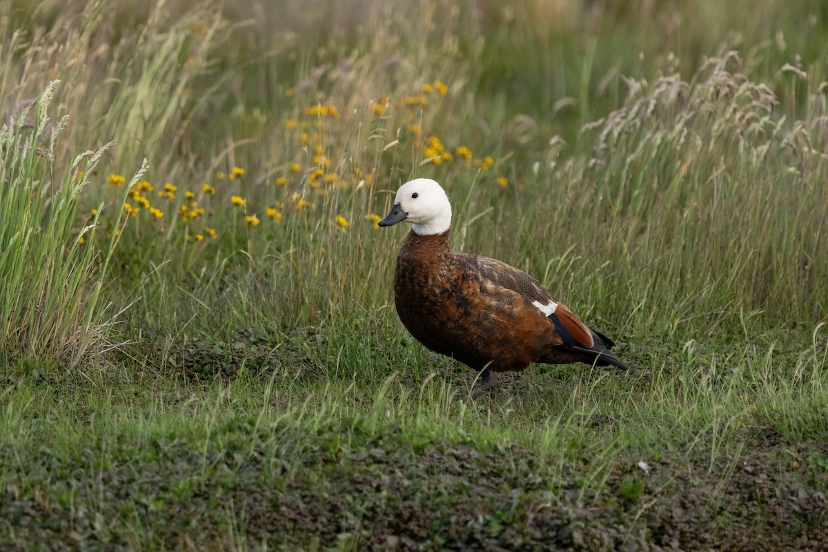 husice rajská - ML628799075