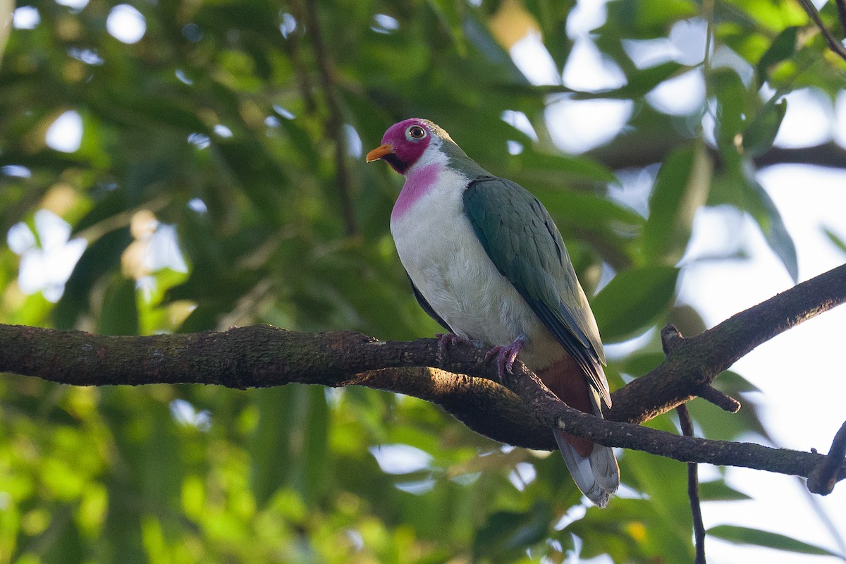 Jambu Fruit-Dove - ML628799182