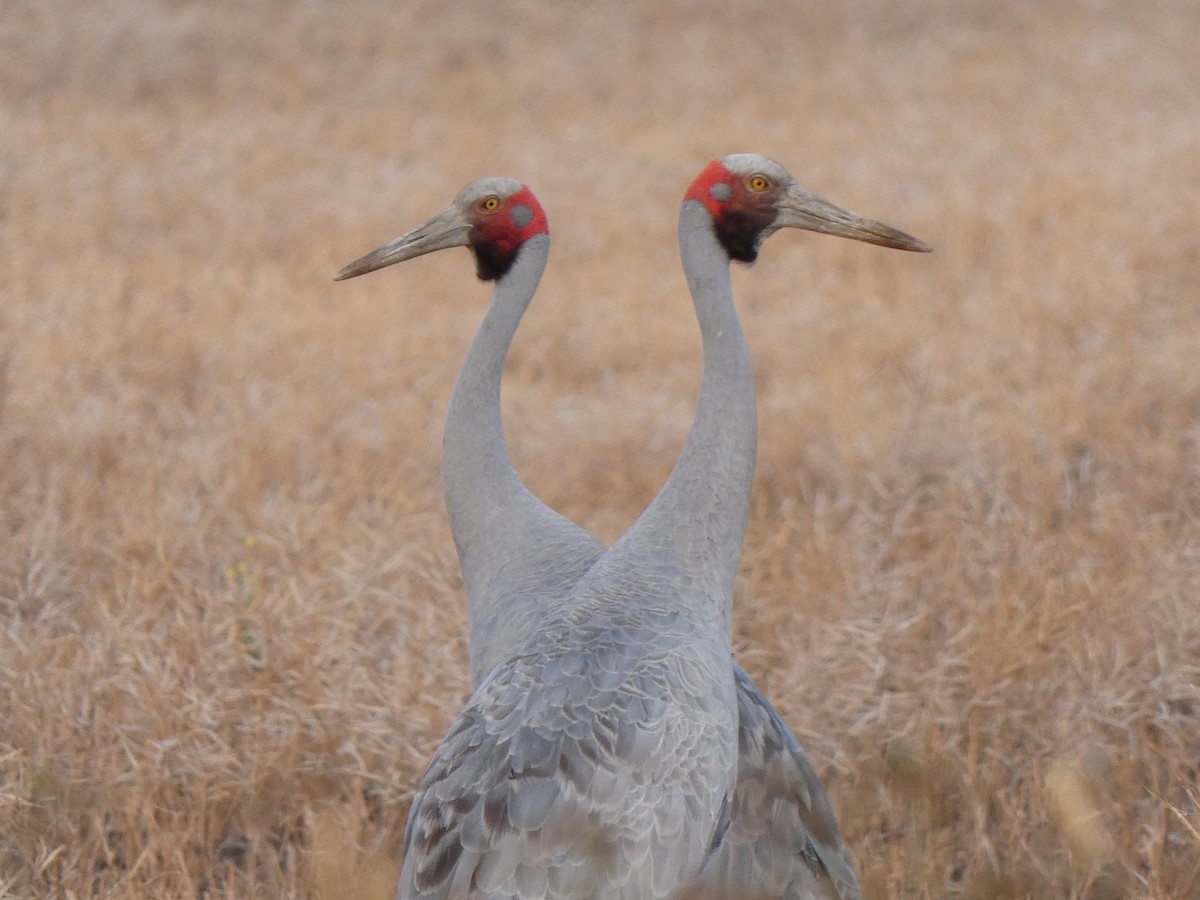 Brolga - ML628799203