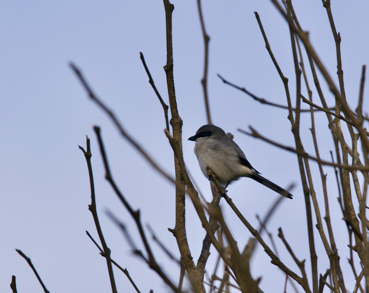 Loggerhead Shrike - ML628799253