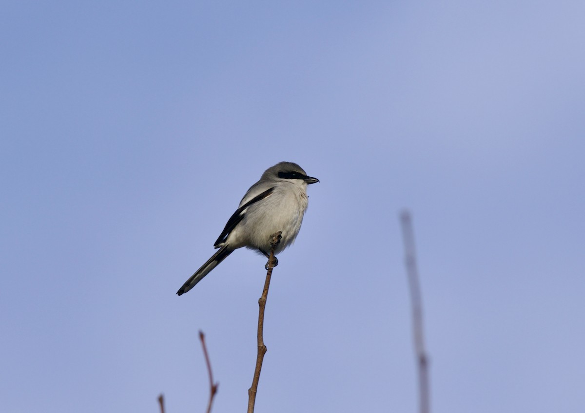 Loggerhead Shrike - ML628799254