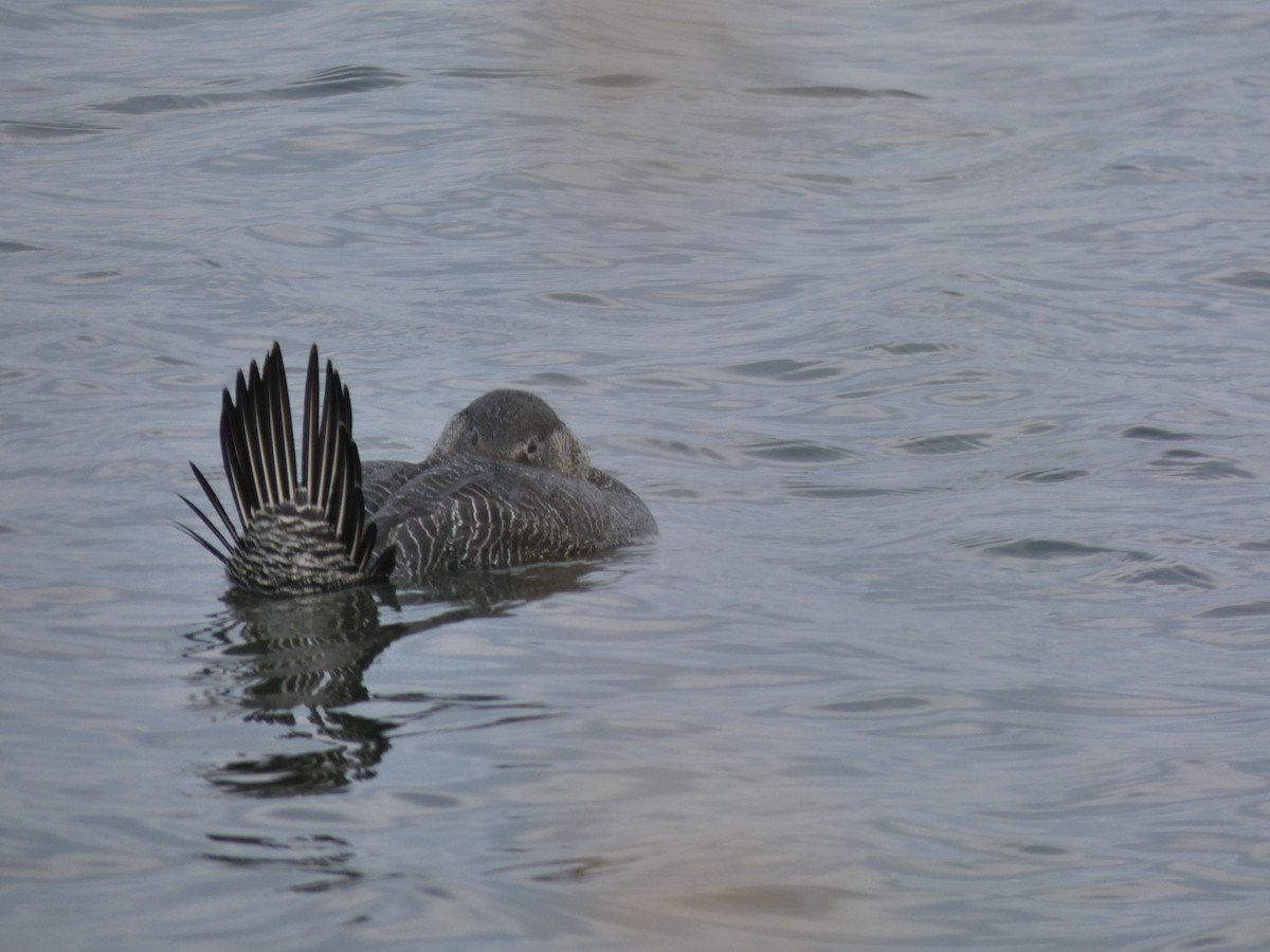 Musk Duck - ML628799316