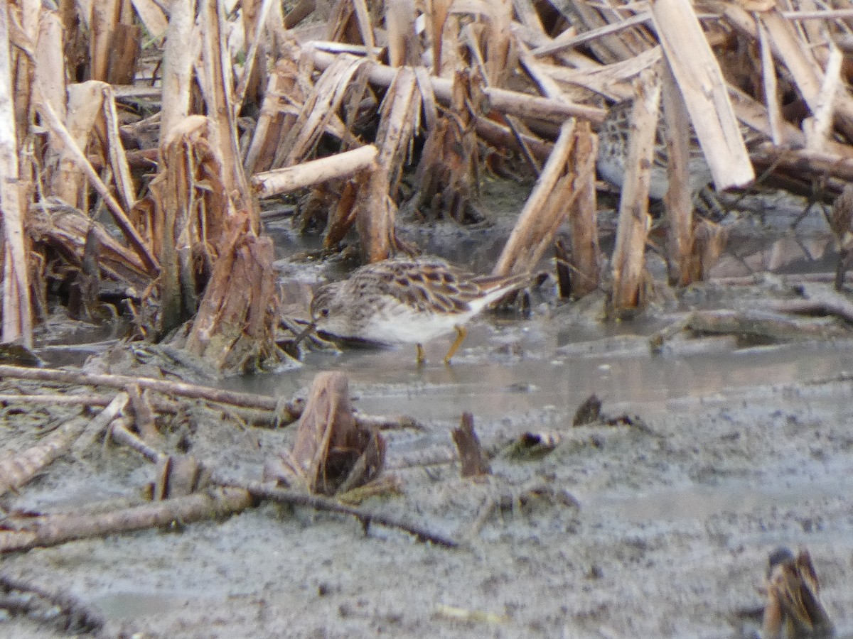 Long-toed Stint - ML628799361