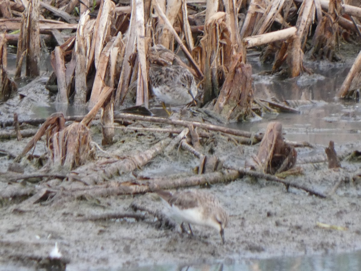 Long-toed Stint - ML628799367