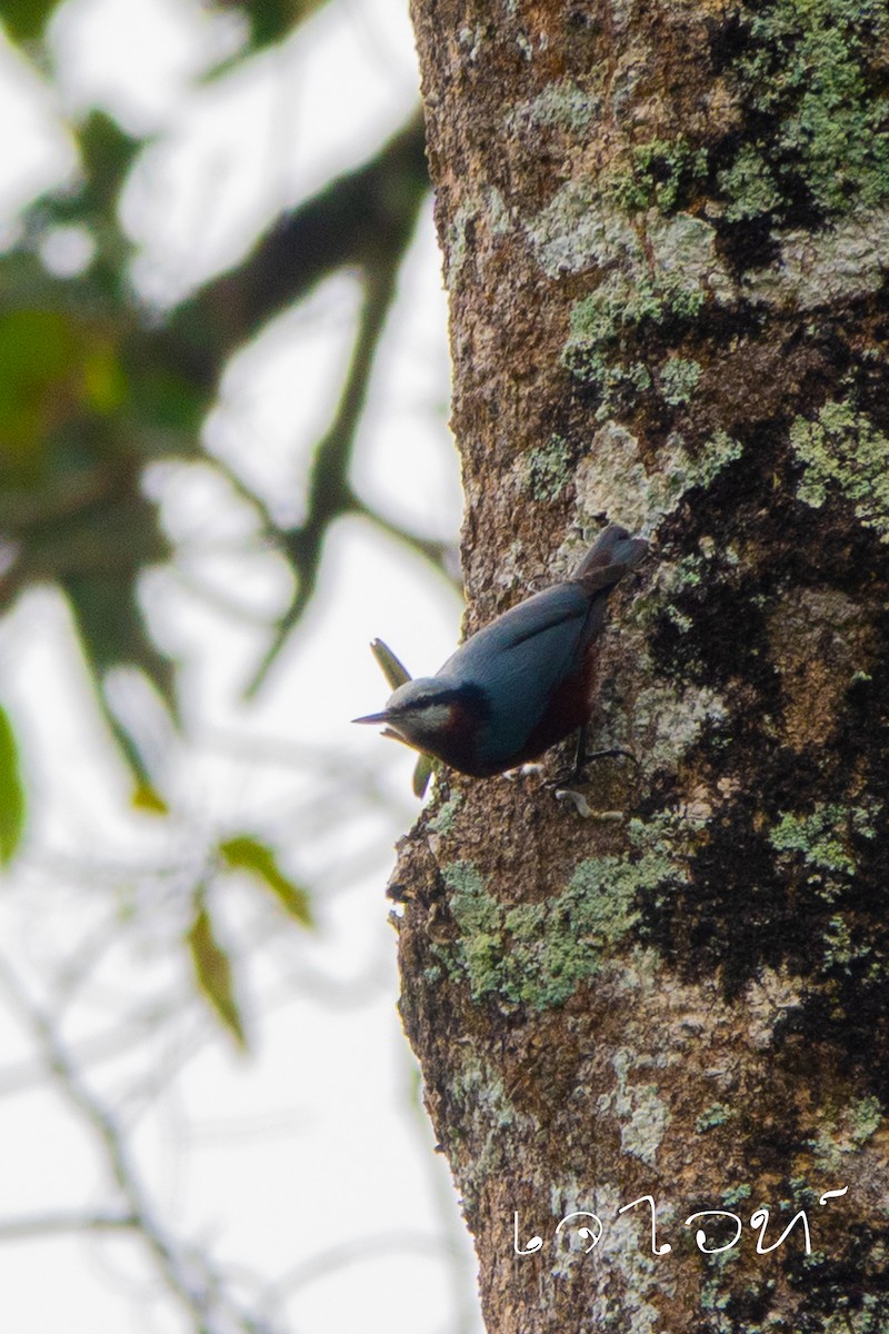 Indian Nuthatch - ML628799422