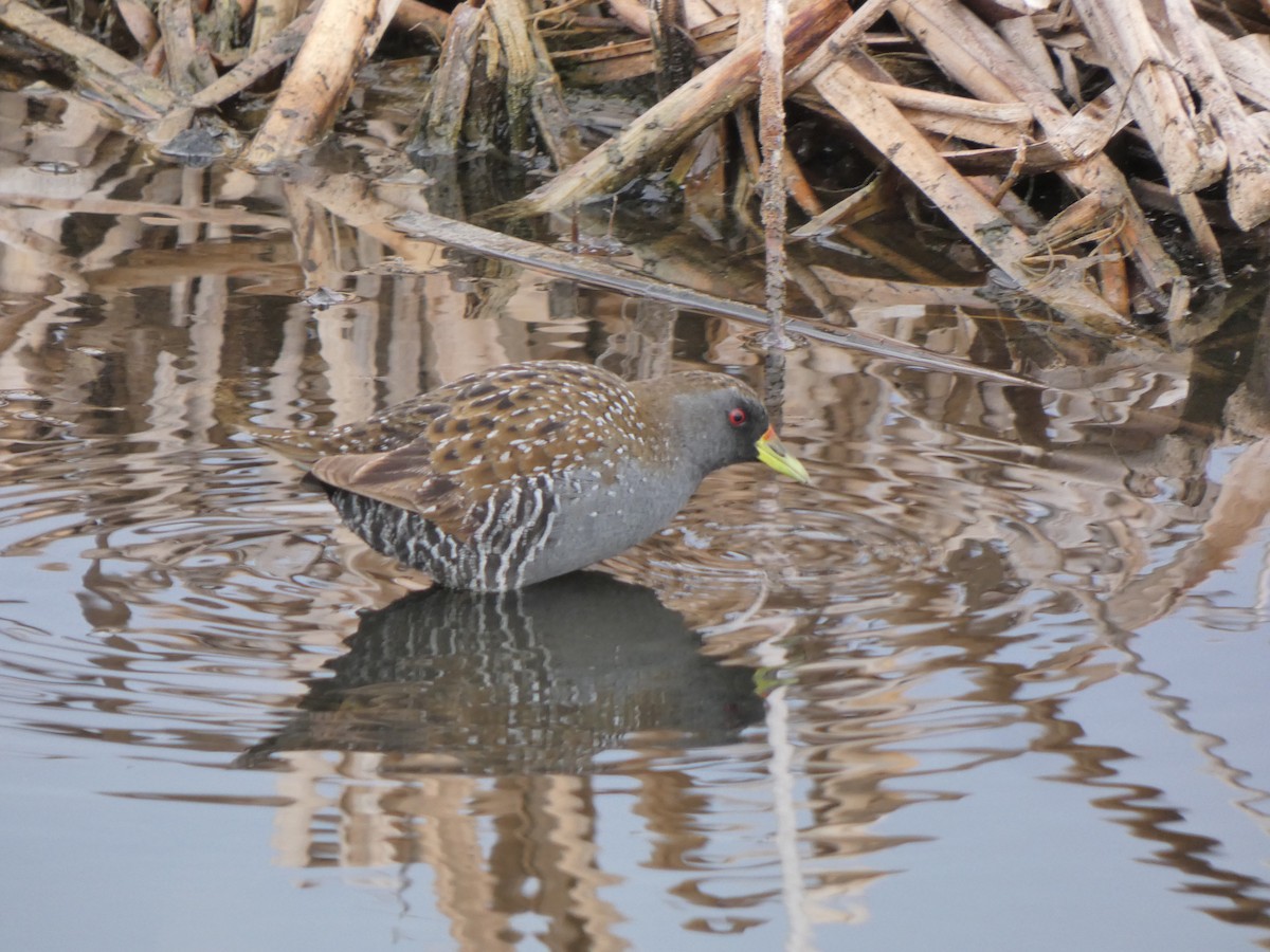 Australian Crake - ML628799432